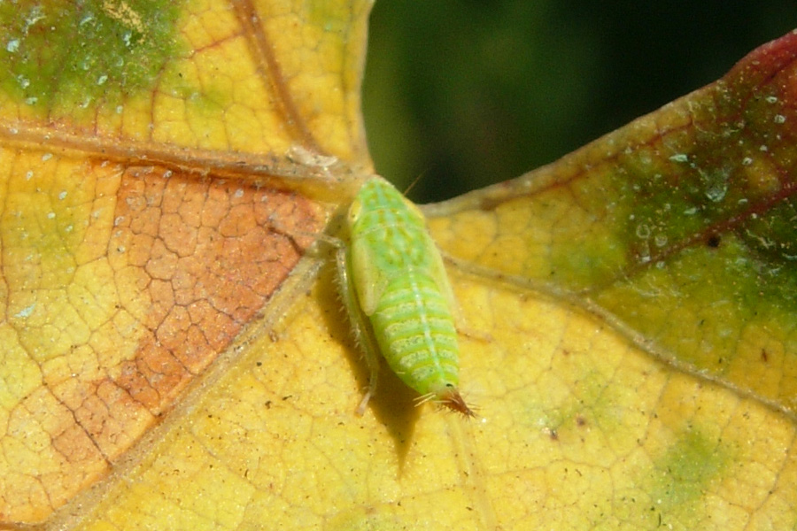 Probabile Tiphlocybidae (Empoasca sp.)